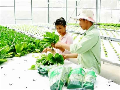 Bình Phước phát triển nông nghiệp công nghệ cao