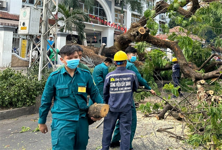 Dân quân Quận 1 phối hợp khắc phục hậu quả cây xanh bị đổ ở Trường THCS Trần Văn Ơn