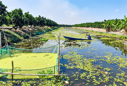 Làm giàu nhờ nuôi ốc