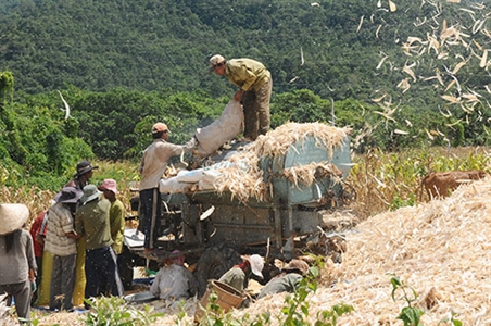 Bình Thuận: Chương trình 135 giúp ổn định, cải thiện đời sống người dân