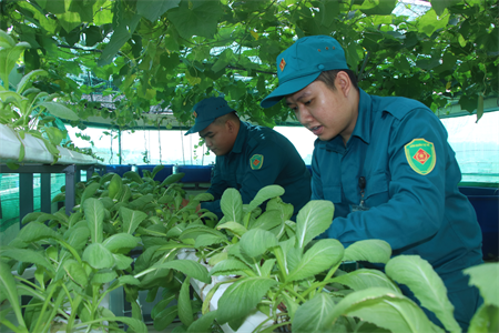 Chiến sĩ dân quân nuôi cá, trồng rau sạch trên sân thượng
