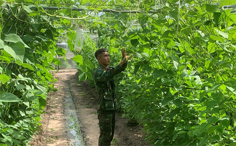 Đại đội Phòng hóa 19 đẩy mạnh tăng gia sản xuất, đảm bảo tốt đời sống bộ đội
