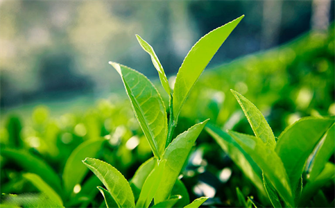 Lợi ích của chè xanh