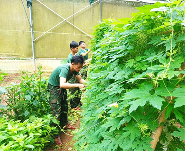 Chuyện tăng gia ở Đại đội Pháo binh 10