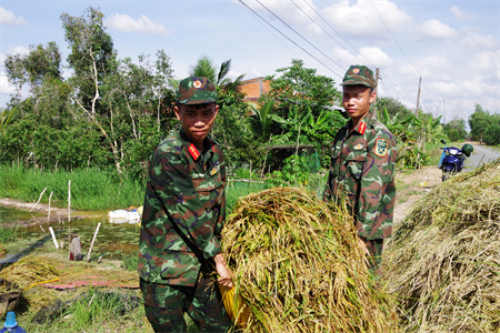 Gặt lúa chạy lũ giúp dân
