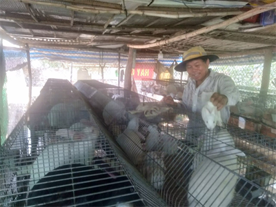 Cựu chiến binh làm giàu nhờ nuôi thỏ