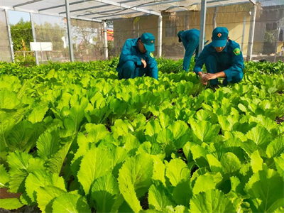 Chốt dân quân biên giới bảo đảm nguồn rau xanh, nâng cao đời sống cán bộ, chiến sĩ