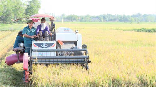 Phường An Điền, thành phố Bến Cát thi đua đẩy mạnh tăng gia sản xuất