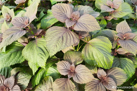 Tác dụng tuyệt vời của lá tía tô