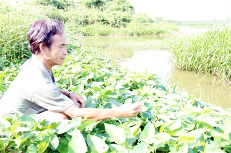 Màu xanh nơi căn cứ xưa