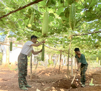 Trung đoàn Minh Đạm đẩy mạnh tăng gia sản xuất, nâng cao đời sống bộ đội