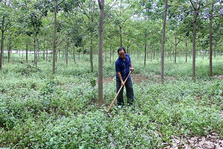 Đổi thay ở buôn Con Ó