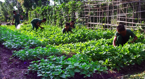 Đại đội bộ binh huyện Vĩnh Hưng, tỉnh Long An: Tăng gia sản xuất đạt hiệu quả thiết thực