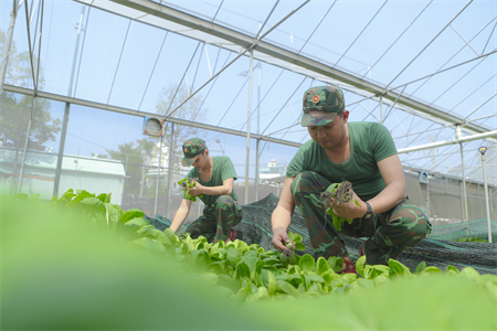 Trung đoàn Gia Định: Tăng gia sản xuất, nâng cao chất lượng bữa ăn bộ đội