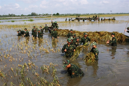 BĐBP Long An giúp dân thu hoạch lúa