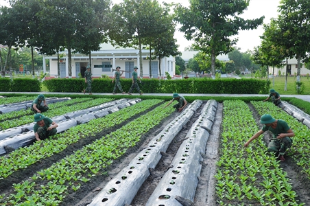 Xu hướng trồng rau sạch ở Quân khu 7