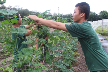 Trung đoàn 271 (Sư đoàn 5) tích cực tăng gia sản xuất, cải thiện đời sống bộ đội