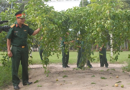 Mô hình trồng Chanh Dây ở huyện Tân Châu, tỉnh Tây Ninh