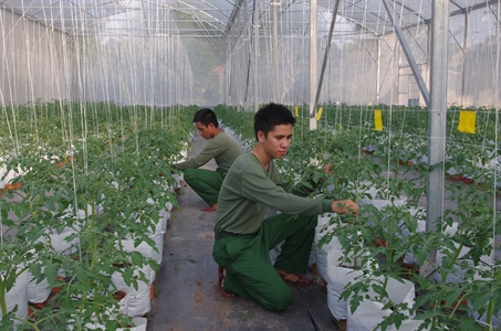 Trồng rau công nghệ cao ở Sư đoàn 5