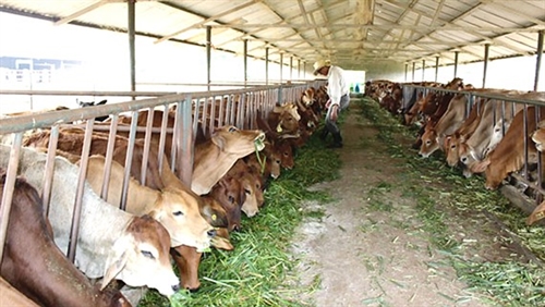 Hướng đi mới cho nông nghiệp Tây Ninh