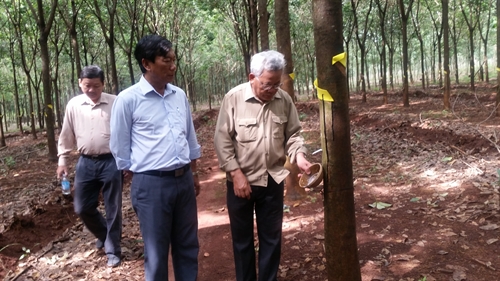 Cựu chiến binh “hóa Rồng” ở đất Phú Riềng Đỏ