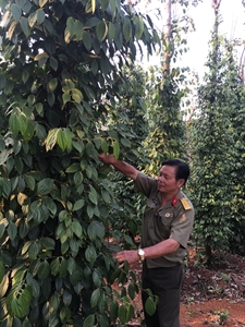 Người thương - bệnh binh làm giàu trên vùng đất cách mạng