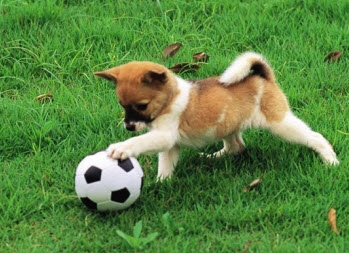 Năm Tuất - tản mạn về chó