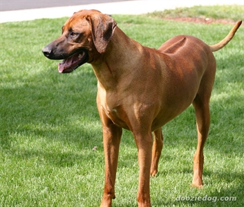 Kỳ tích về giống chó lốc xoáy