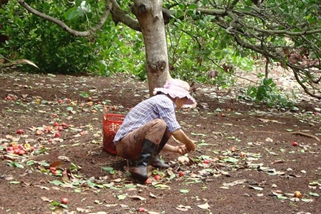 Kỳ vọng vụ điều bội thu