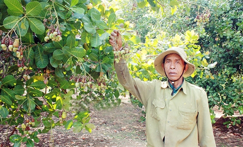 Điểu Hưa làm kinh tế giỏi