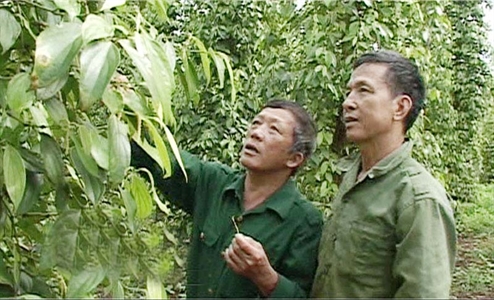 Cựu chiến binh Bùi Công Điệp vượt khó vươn lên làm giàu