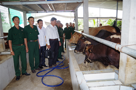 Thoát nghèo nhờ mô hình chăn nuôi bò